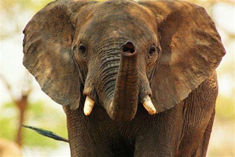 大象鼻孔